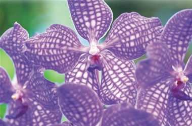 Vanda Orchid Kultana Blue