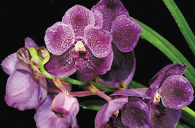 Vanda Orchid Pure's Wax Blue