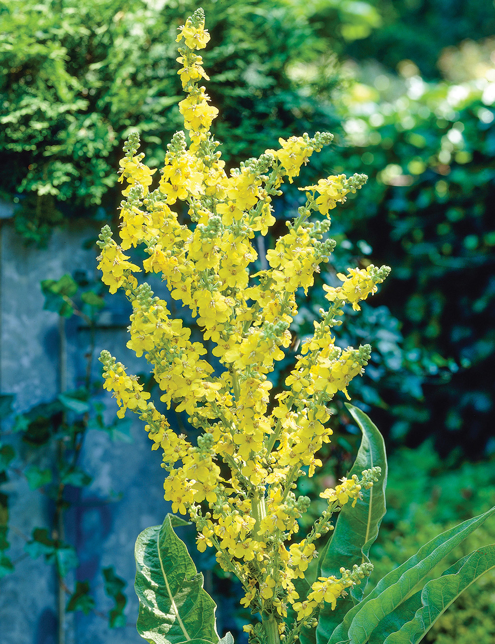 Verbascum Greek Mullein