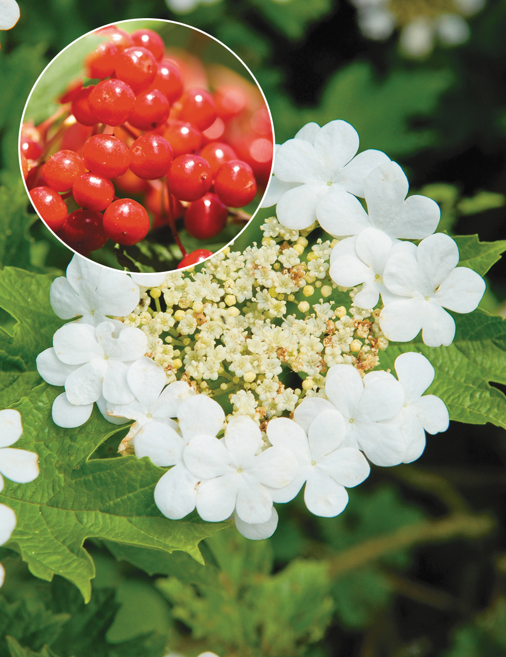 Viburnum Notcutts
