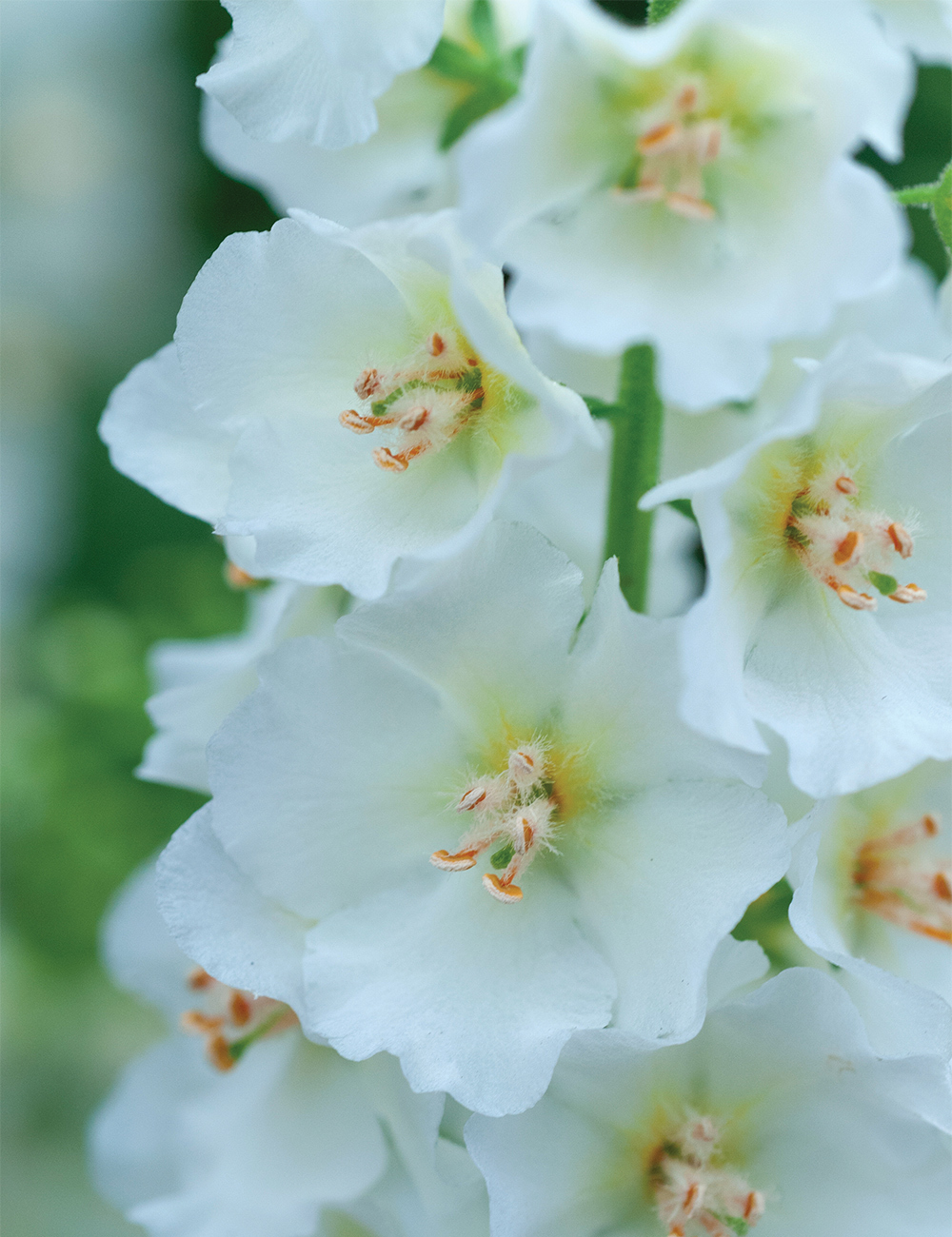 Verbascum 'Flush of White'