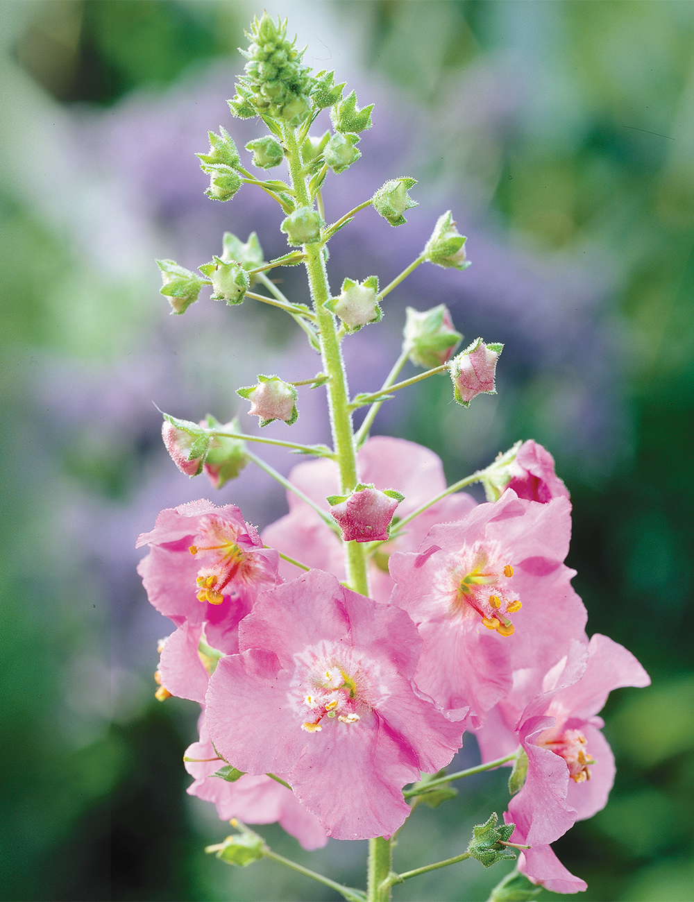 Verbascum 'Rosetta'