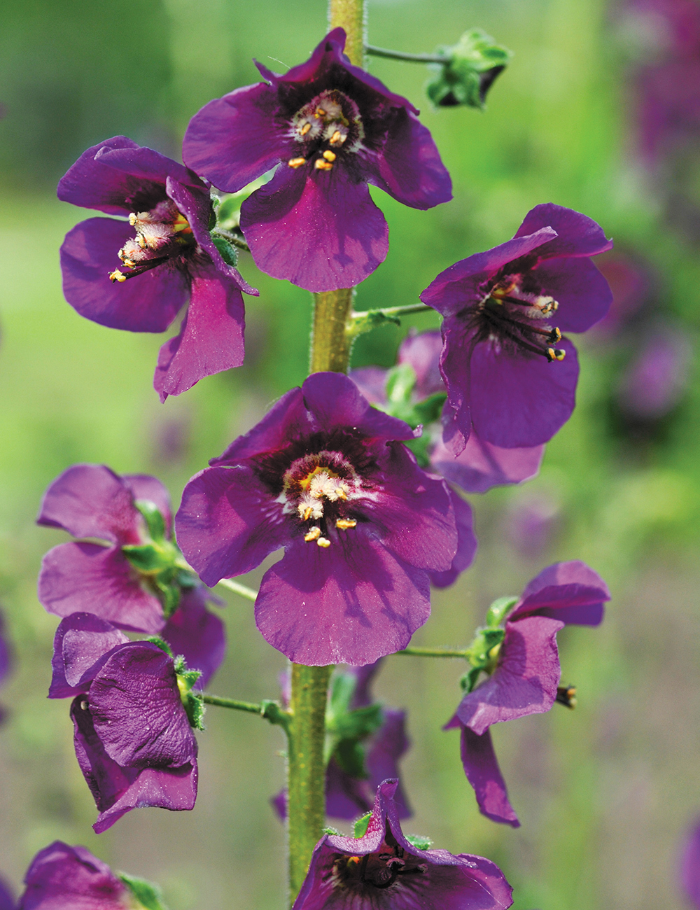 Verbascum 'Violetta'