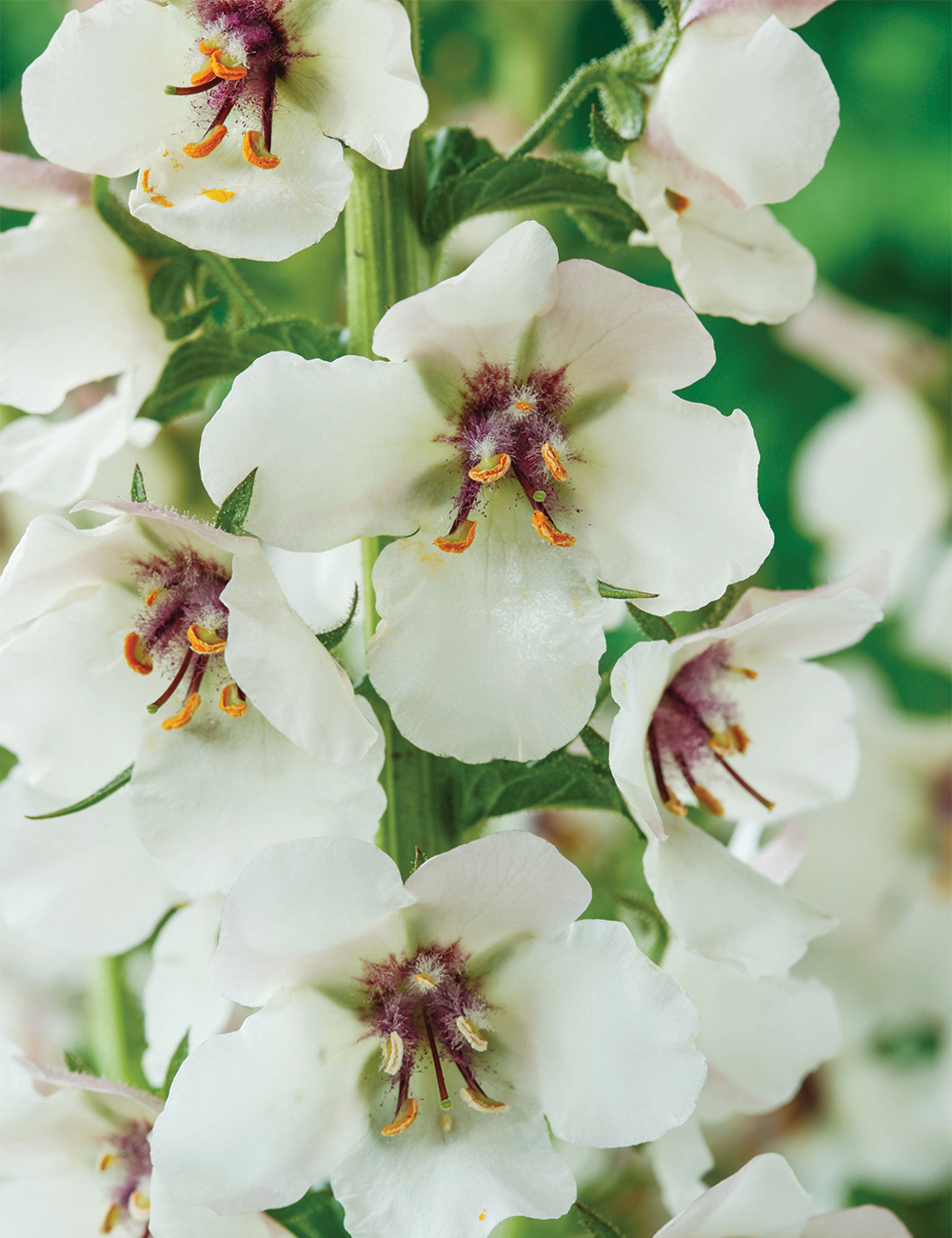 Verbascum 'White Blush'