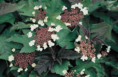 Viburnum Onondarga