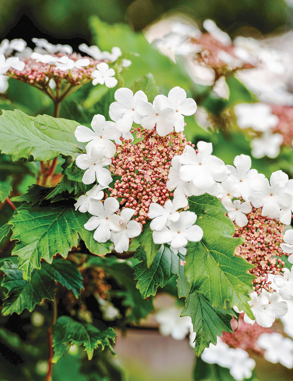 Viburnum 'Onondaga'