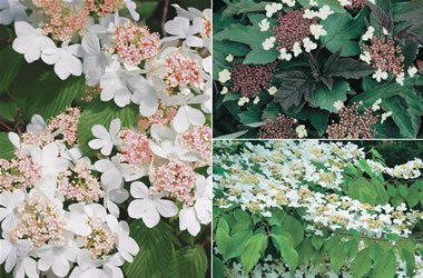 Viburnum Collection