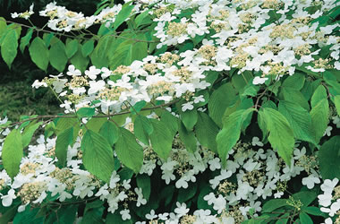 Viburnum Lanarth