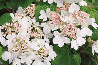 Viburnum Pink Beauty