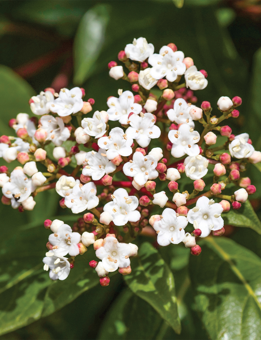 Viburnum 'Anvi'