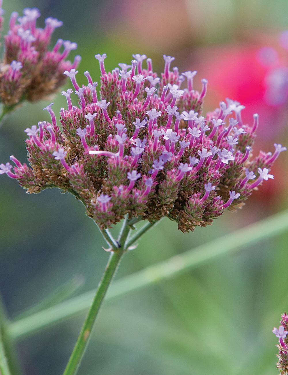 Purple Top Verbena