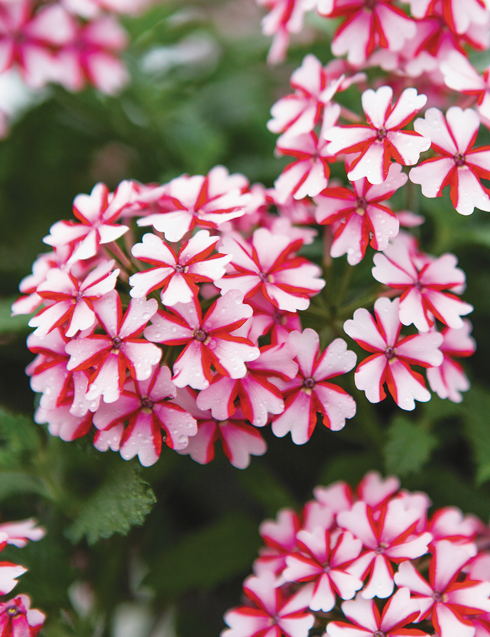 Verbena Lanai 'Candy Cane'