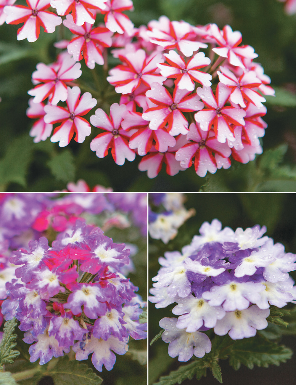 Verbena (reduced) Collection