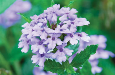 Verbena La France