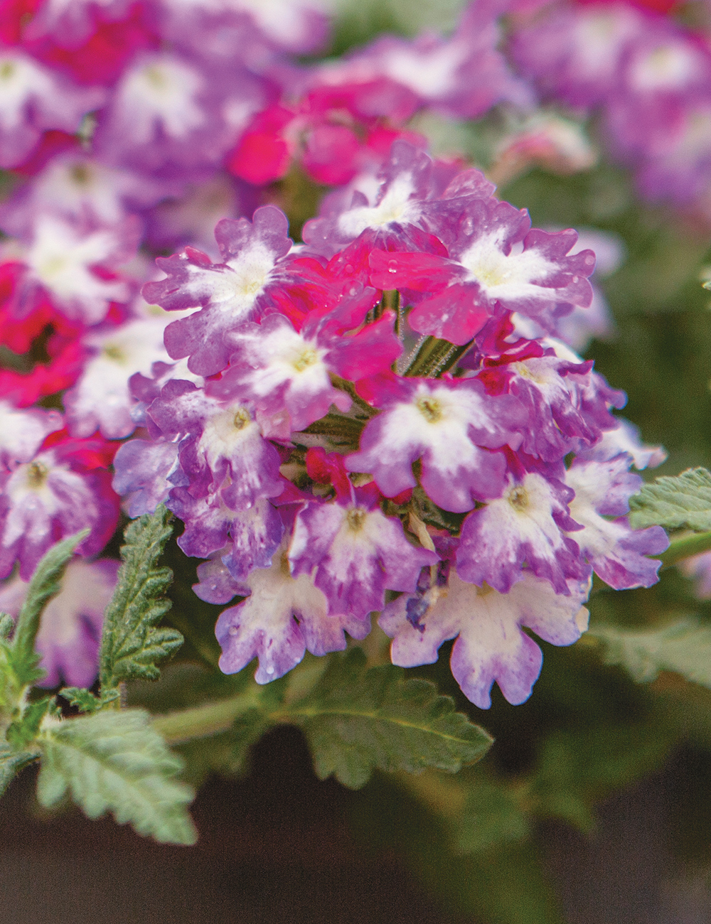 Verbena Wicked 'Mad Magenta'