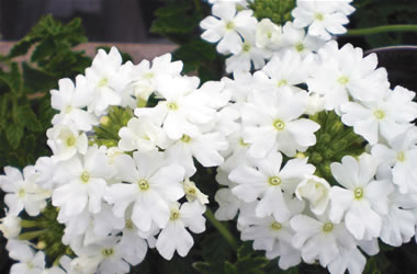 Verbena Pop White