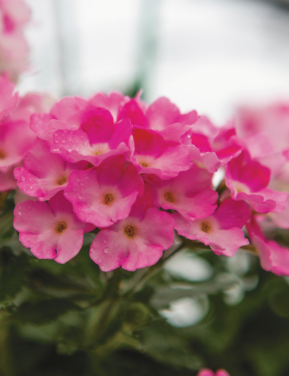 Verbena Vanessa 'Deep Pink'