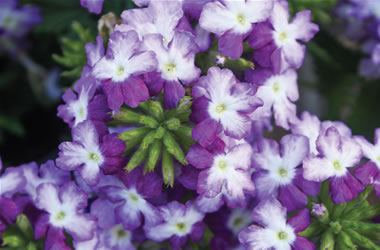 Verbena Lanai Twister Purple