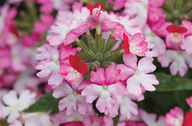 Verbena Lanai Twister Pink