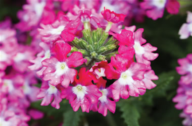 Verbena Lanai Twister Red