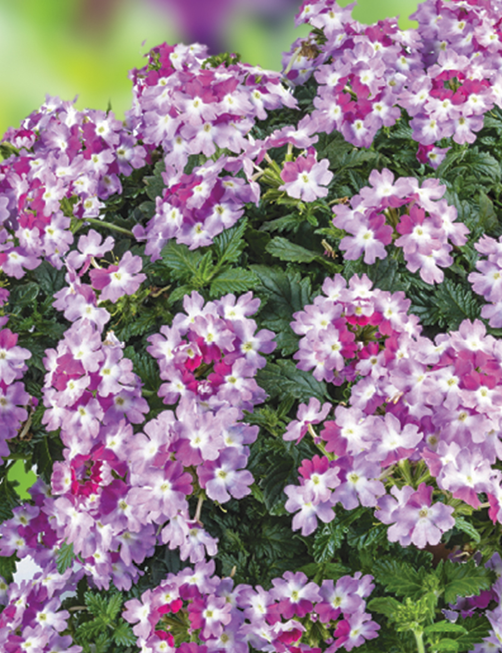 Verbena 'Compact Bicolour Purple'