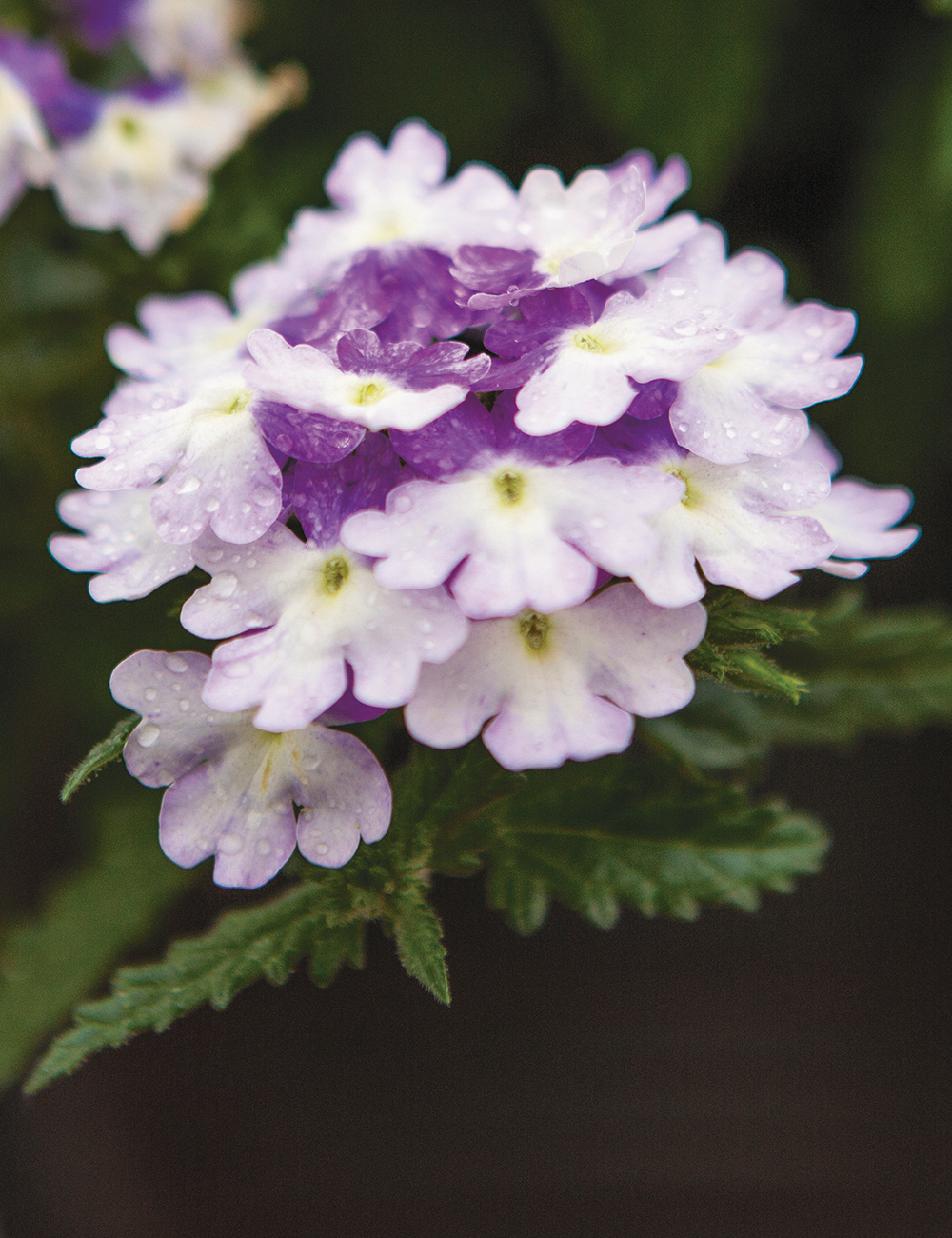 Verbena Wicked 'Purple'