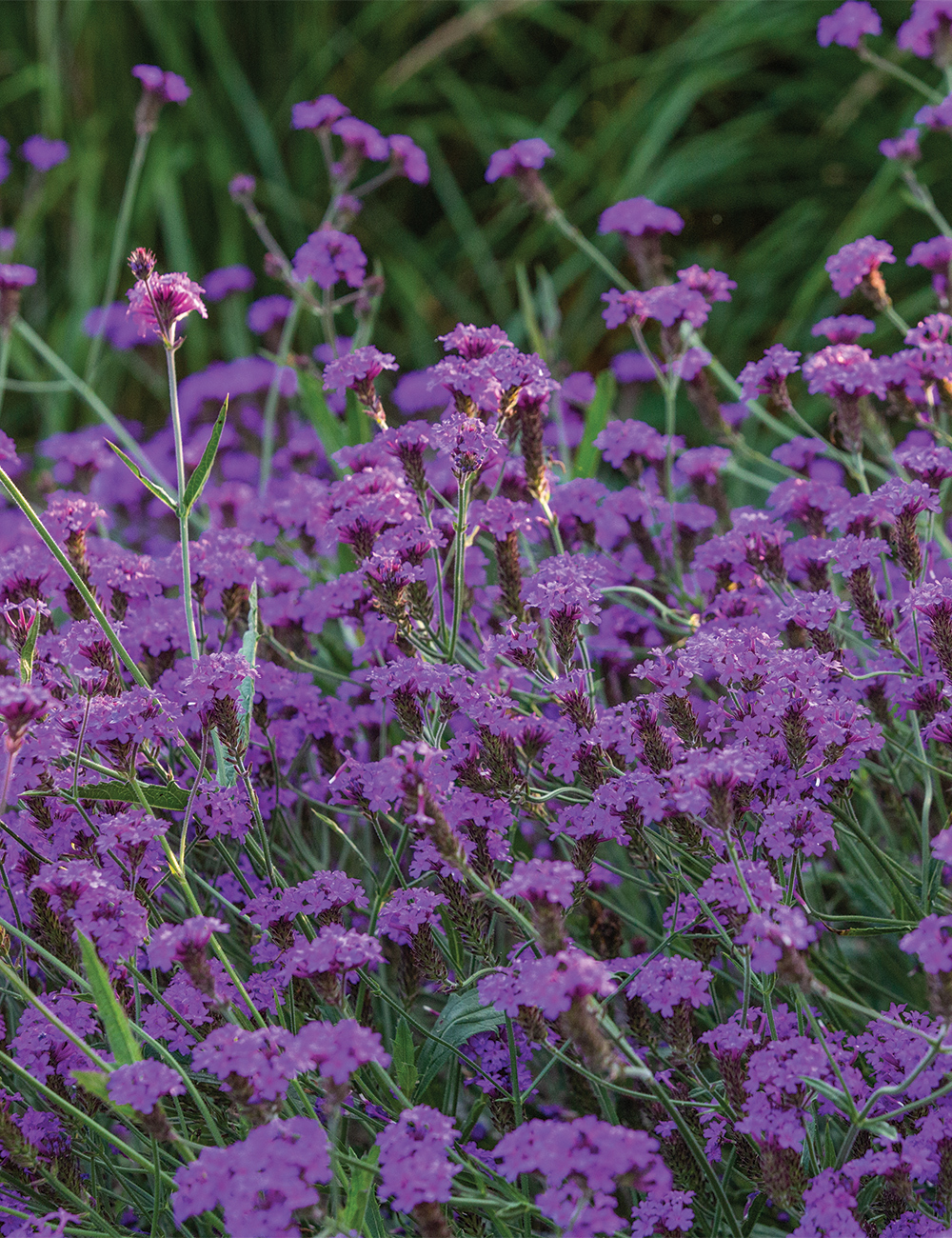 Rigid Verbena