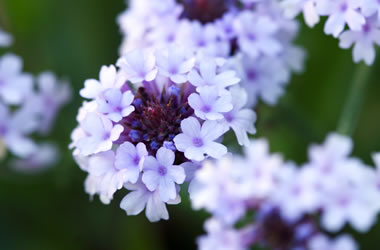 Verbena 'Moody Mauves'