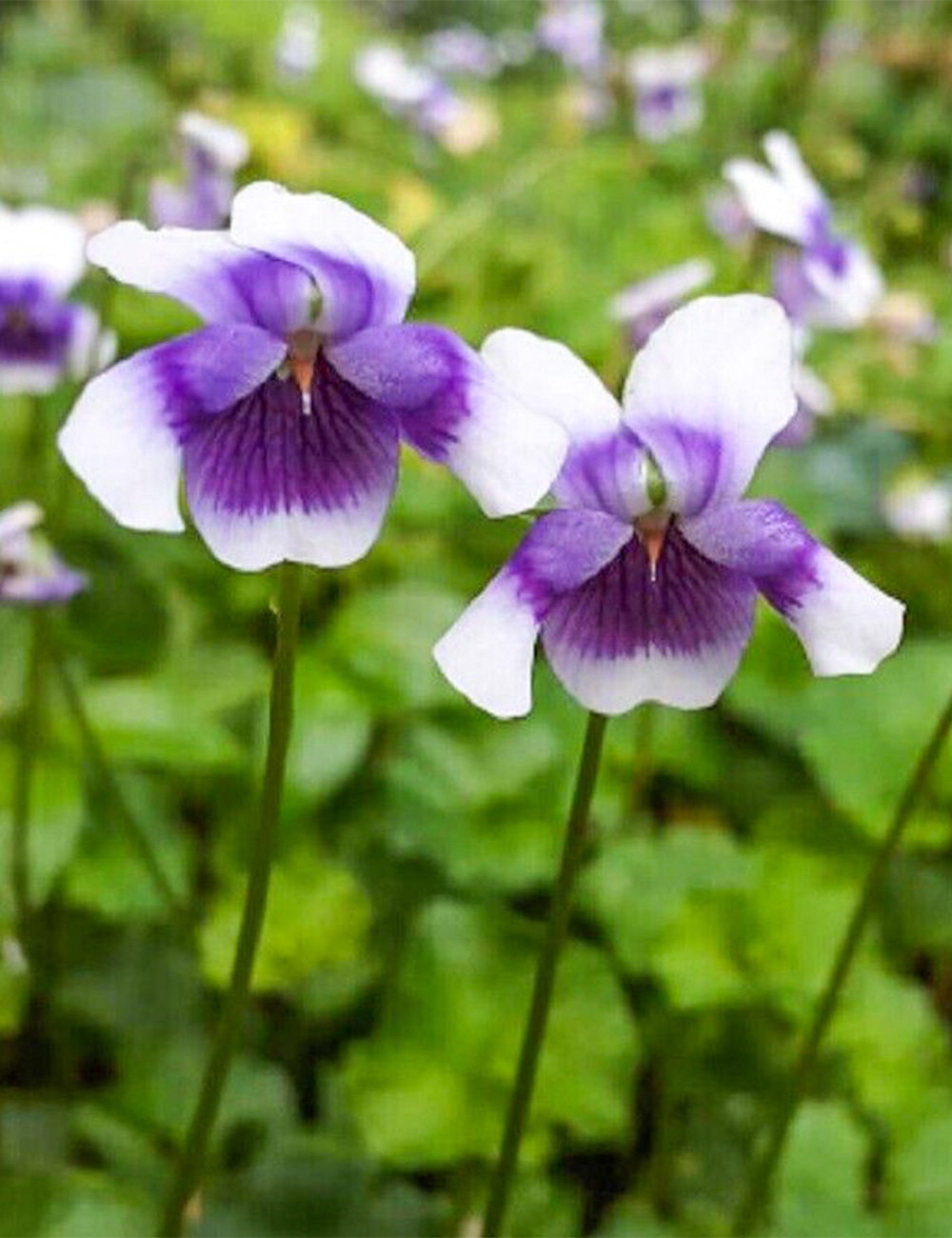 Native Violet Native Violet