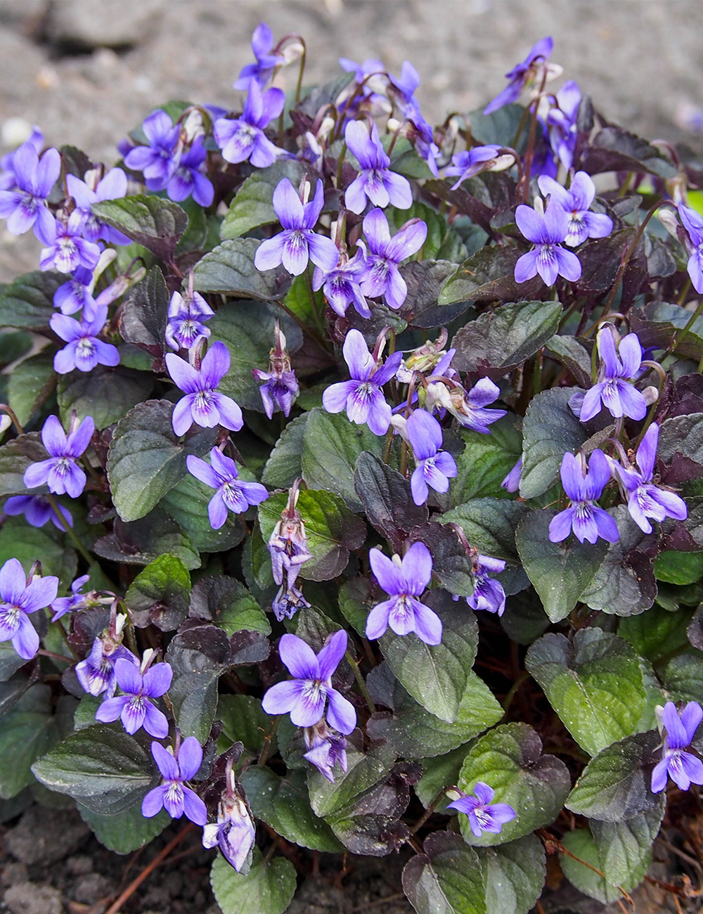 Sweet Violets Labrador Violet