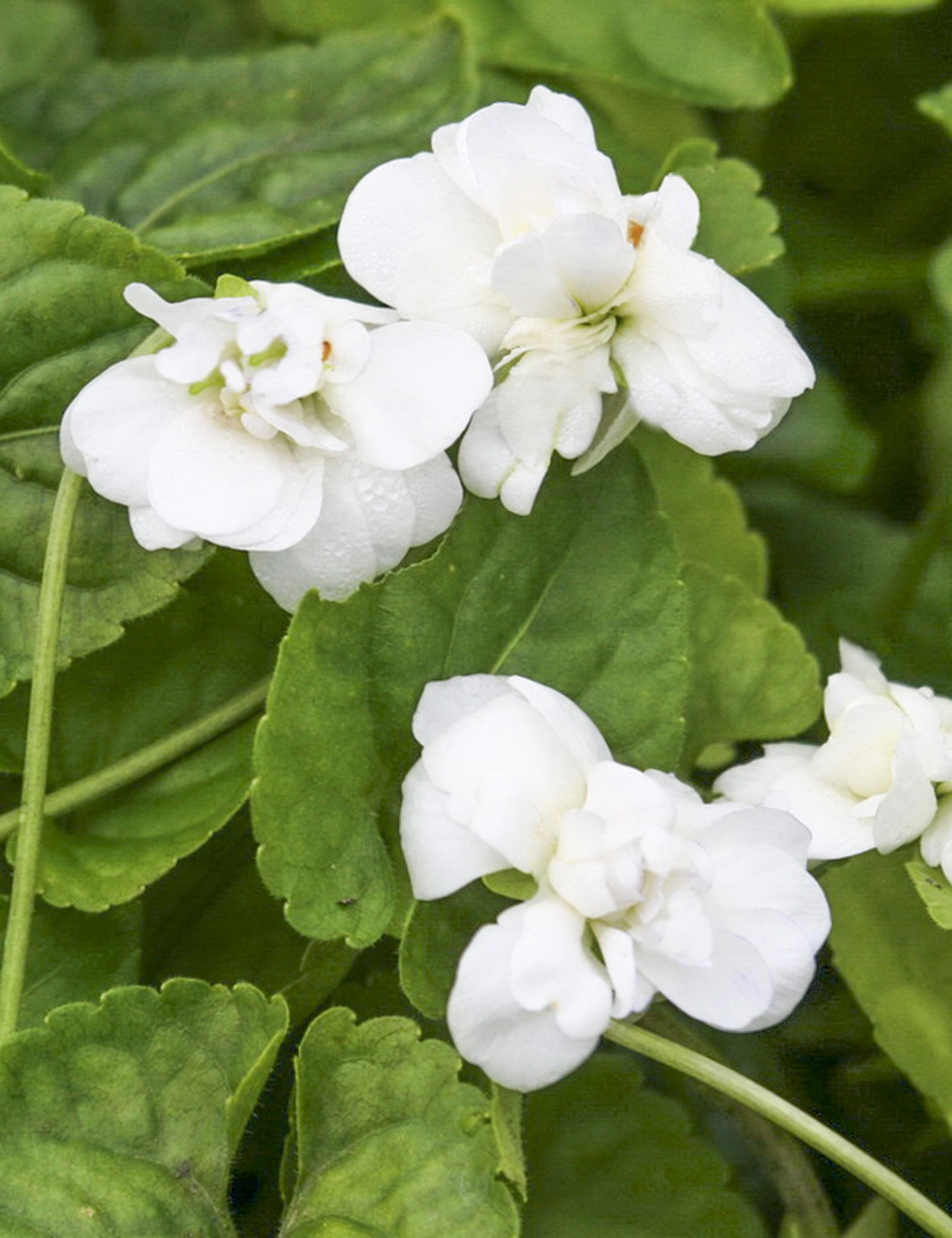 Parma Violet 'Conte di Brazza'