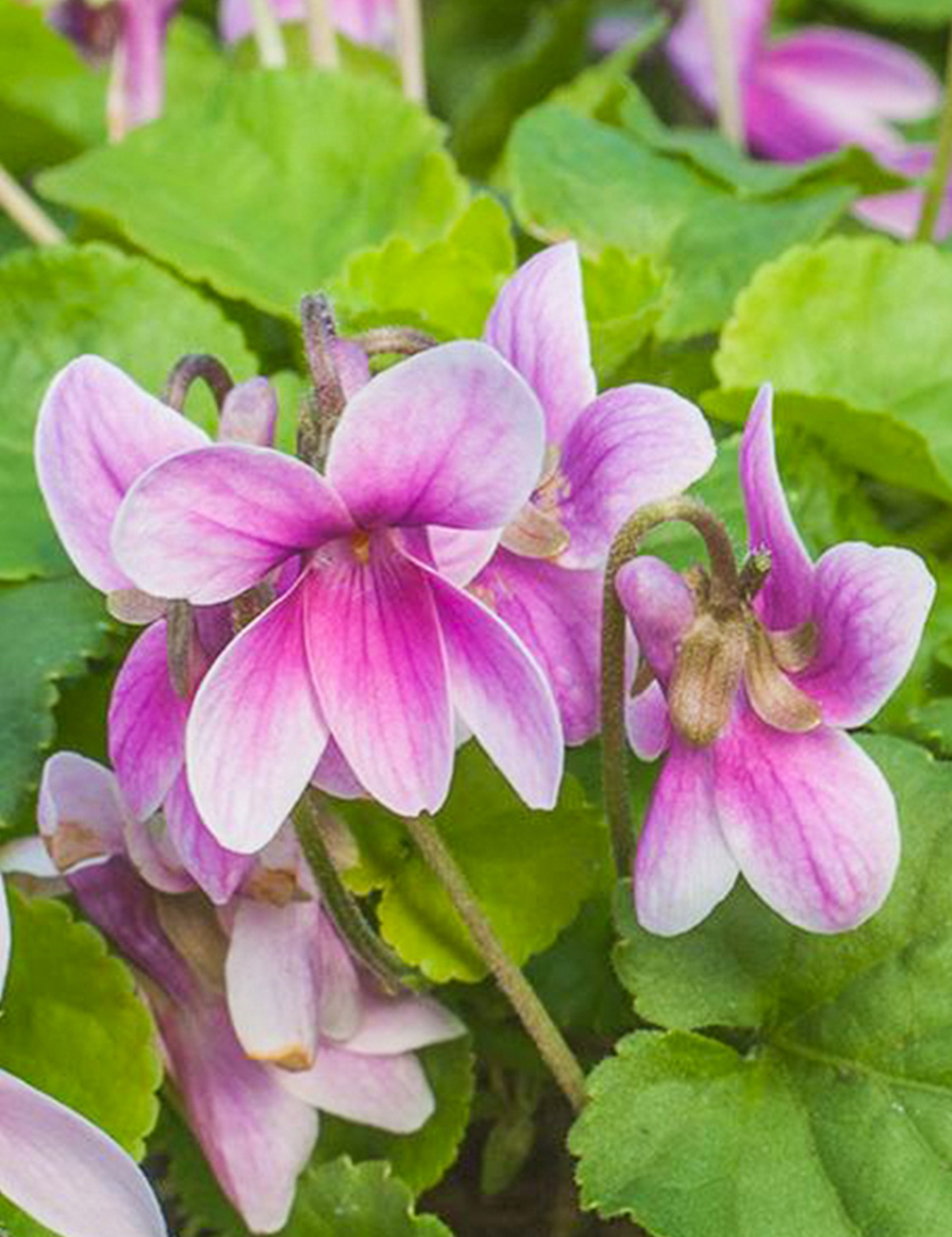 Sweet Violet 'Rosina'