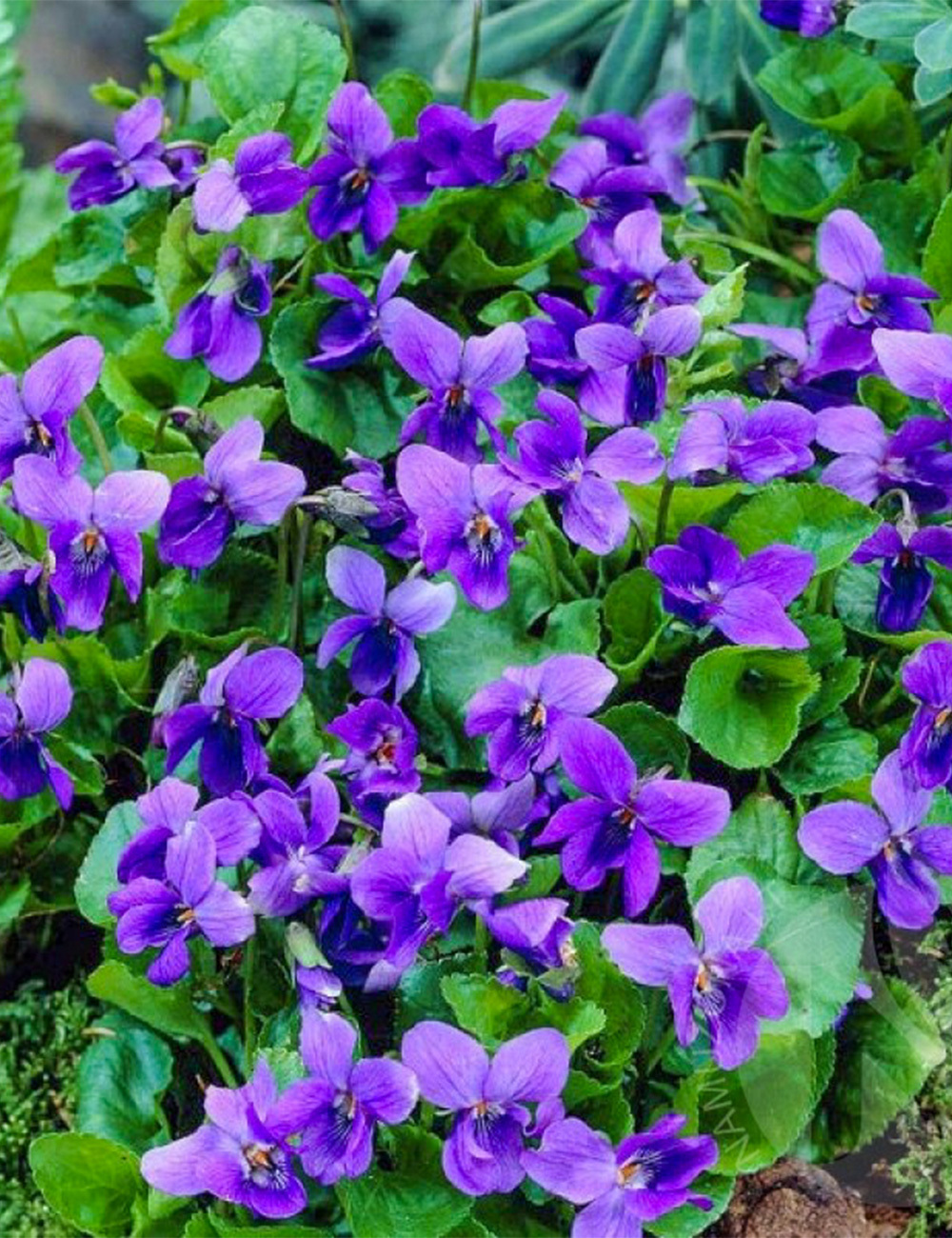 Sweet Violet Single Purple