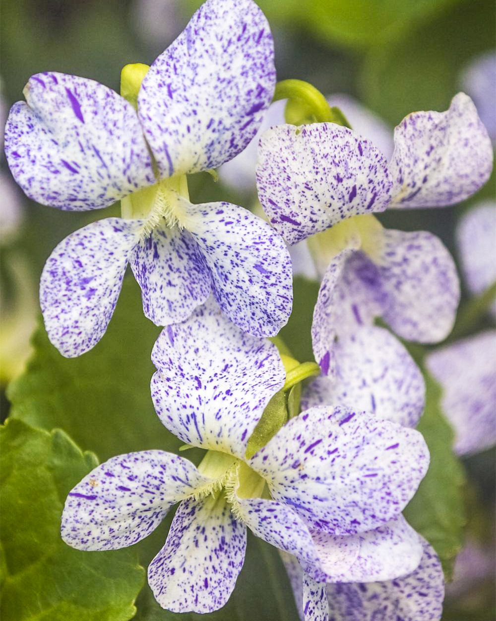 Viola 'Freckles'