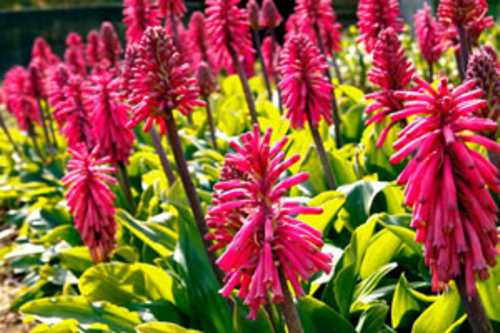 (30C) Forest Lily