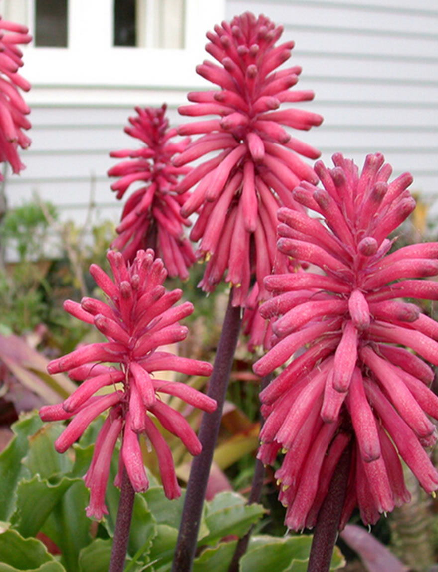 Veltheimia Sand Lily