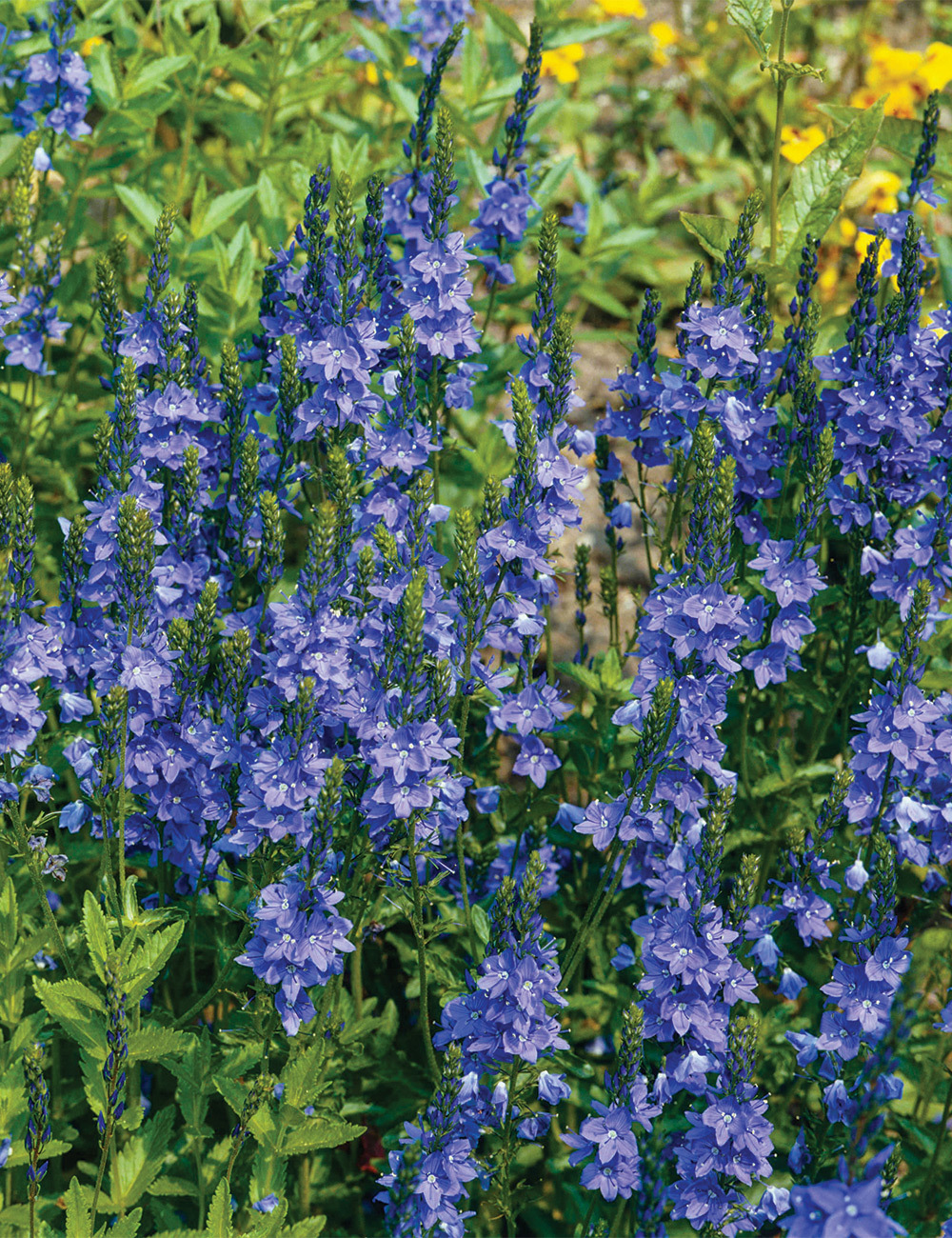 Veronica 'Crater Lake Blue'