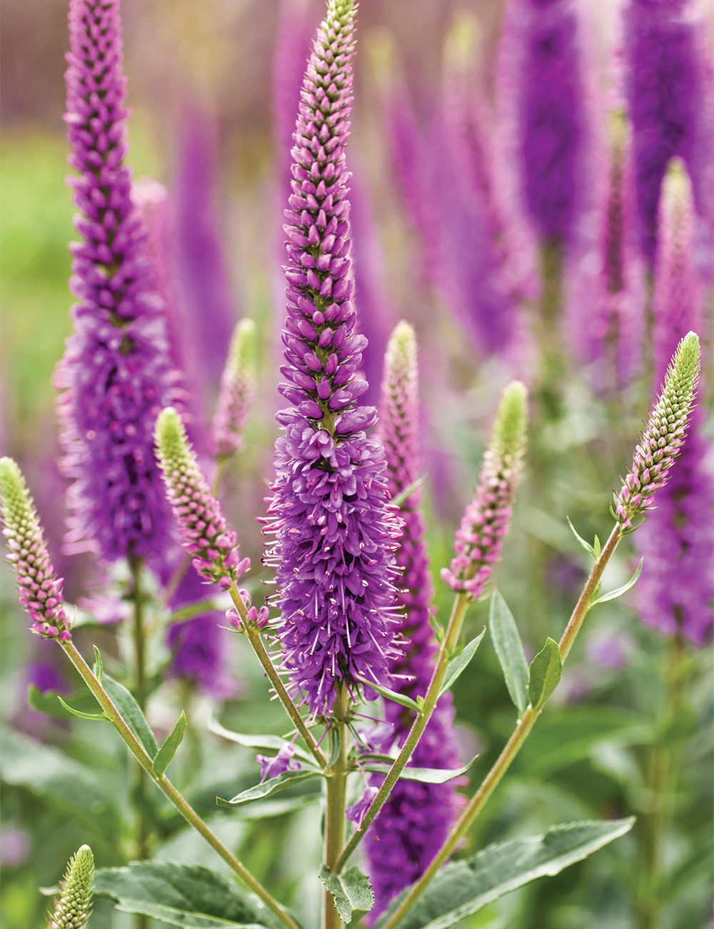 Veronica Purpleicious