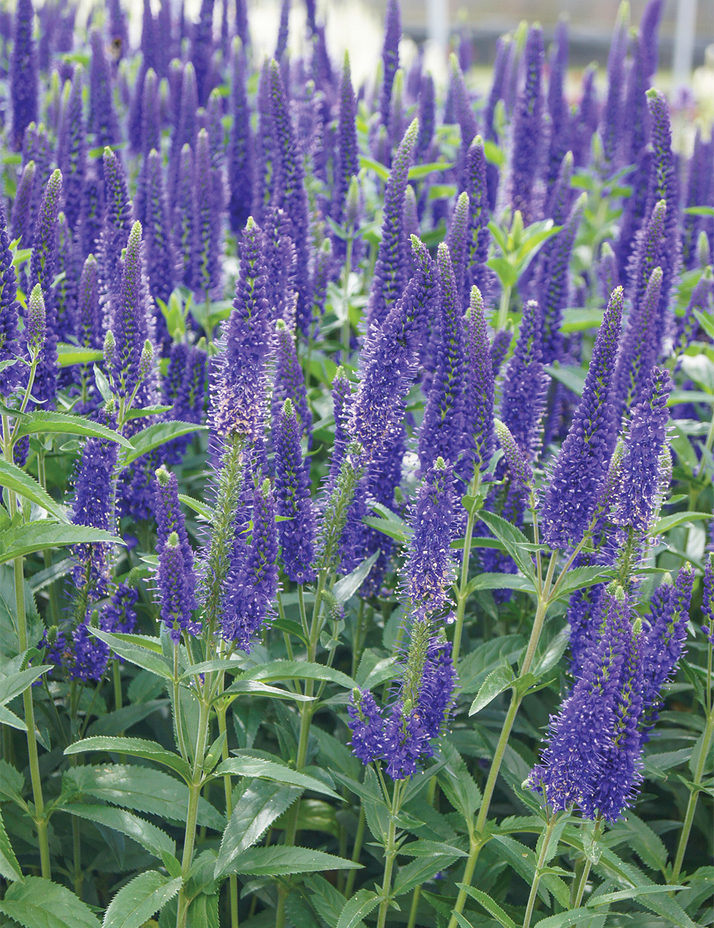 Veronica 'Ronica Blue'