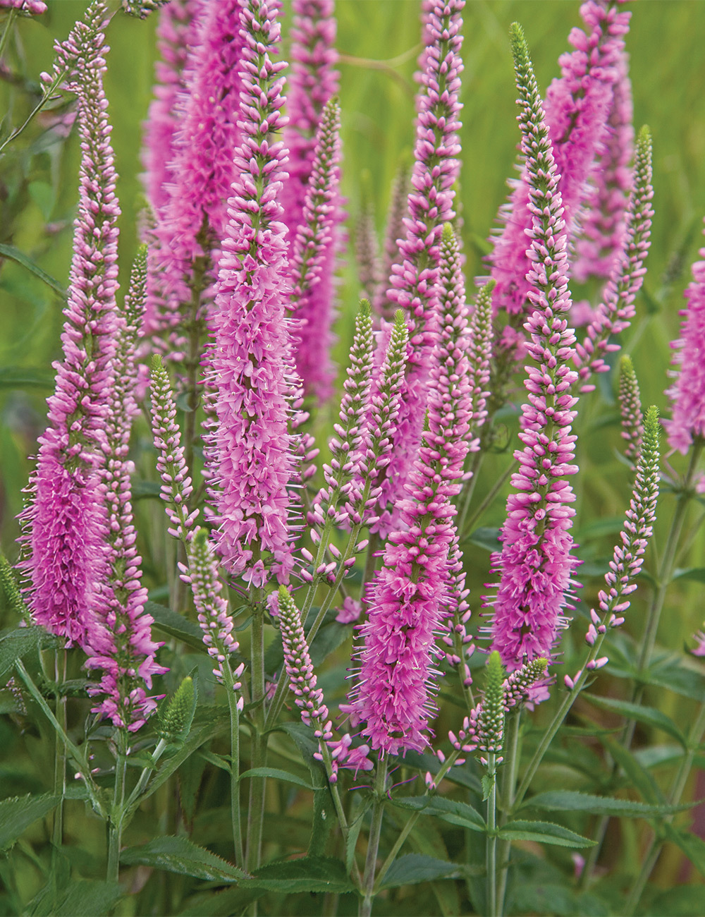Veronica 'Ronica Fuchsia'