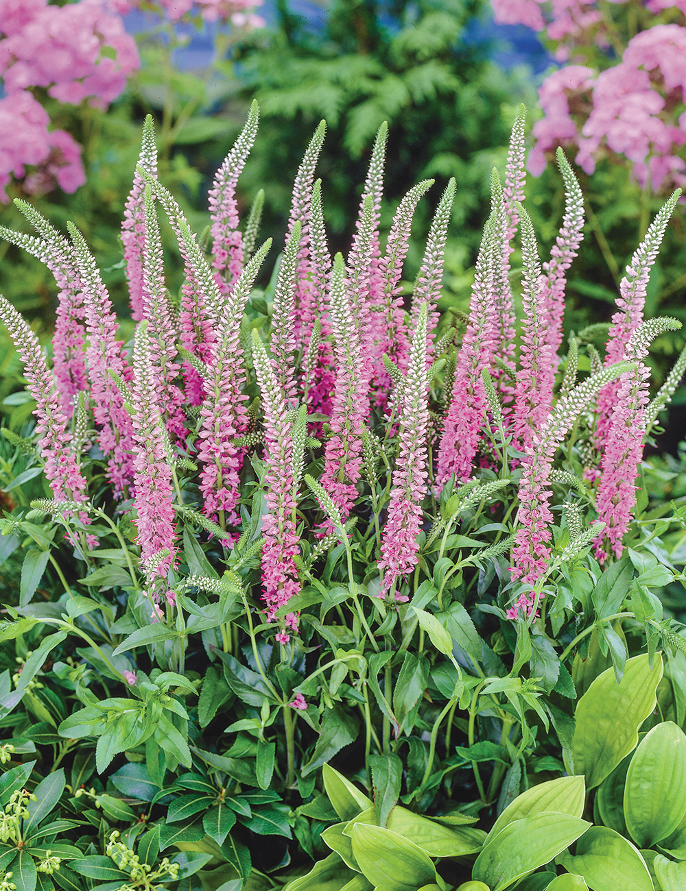 Veronica 'Skyler Pink'