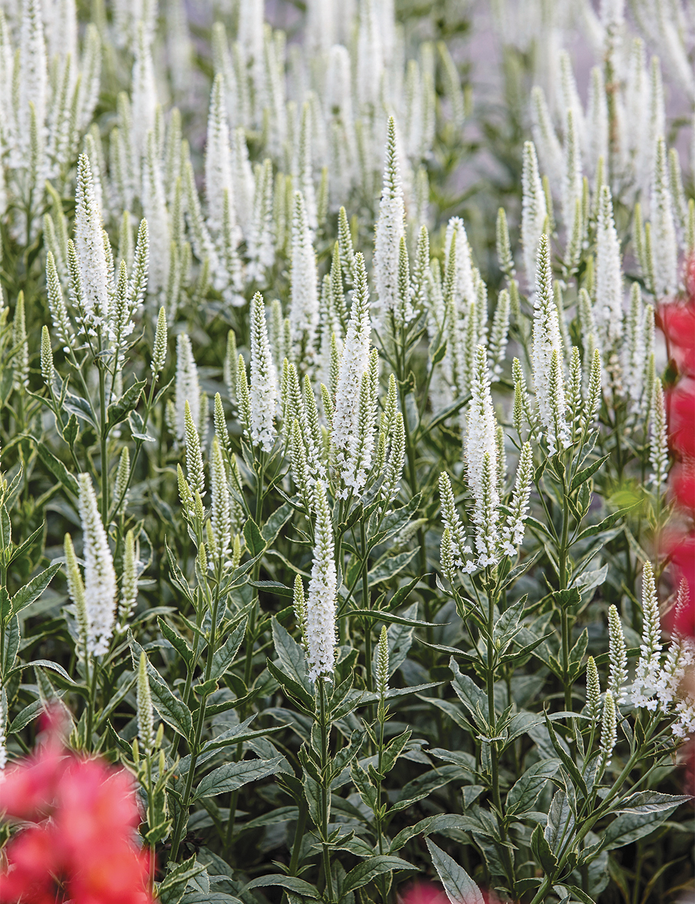 Veronica 'Skyler White'