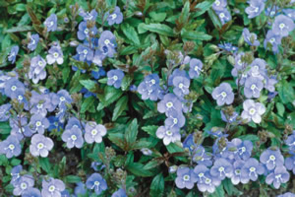 Veronica Georgia Blue