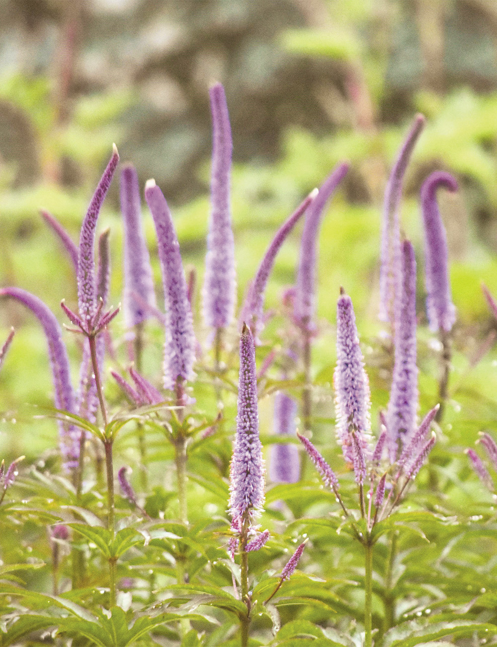Veronicastrum 'Antique Spires'