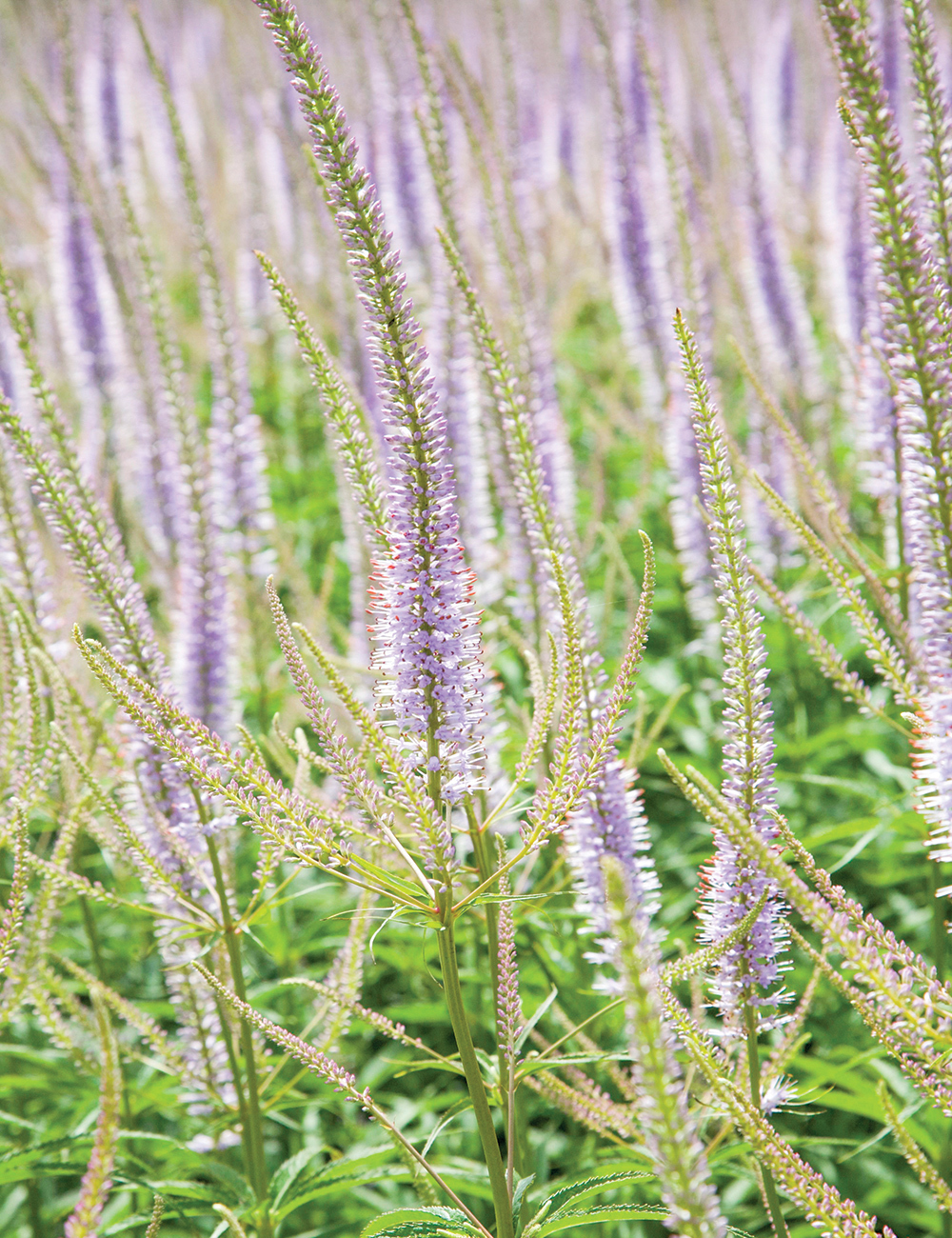 Veronicastrum Lavendelturm