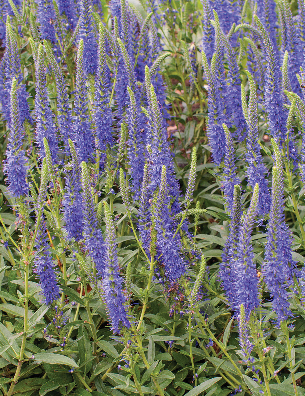 Veronica 'Blue Regiment'