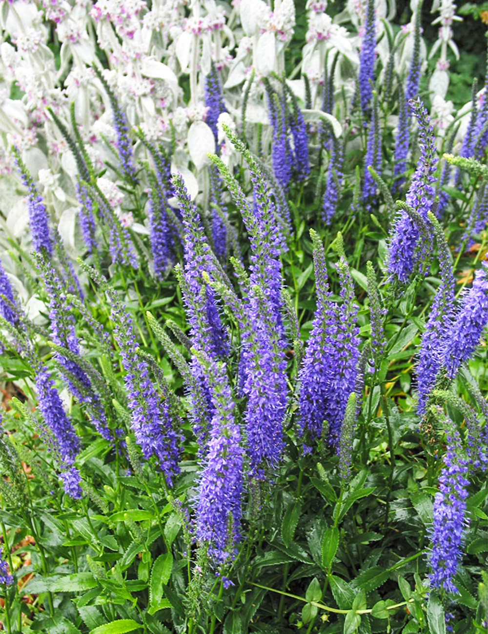 Veronica 'Blue Sensation'