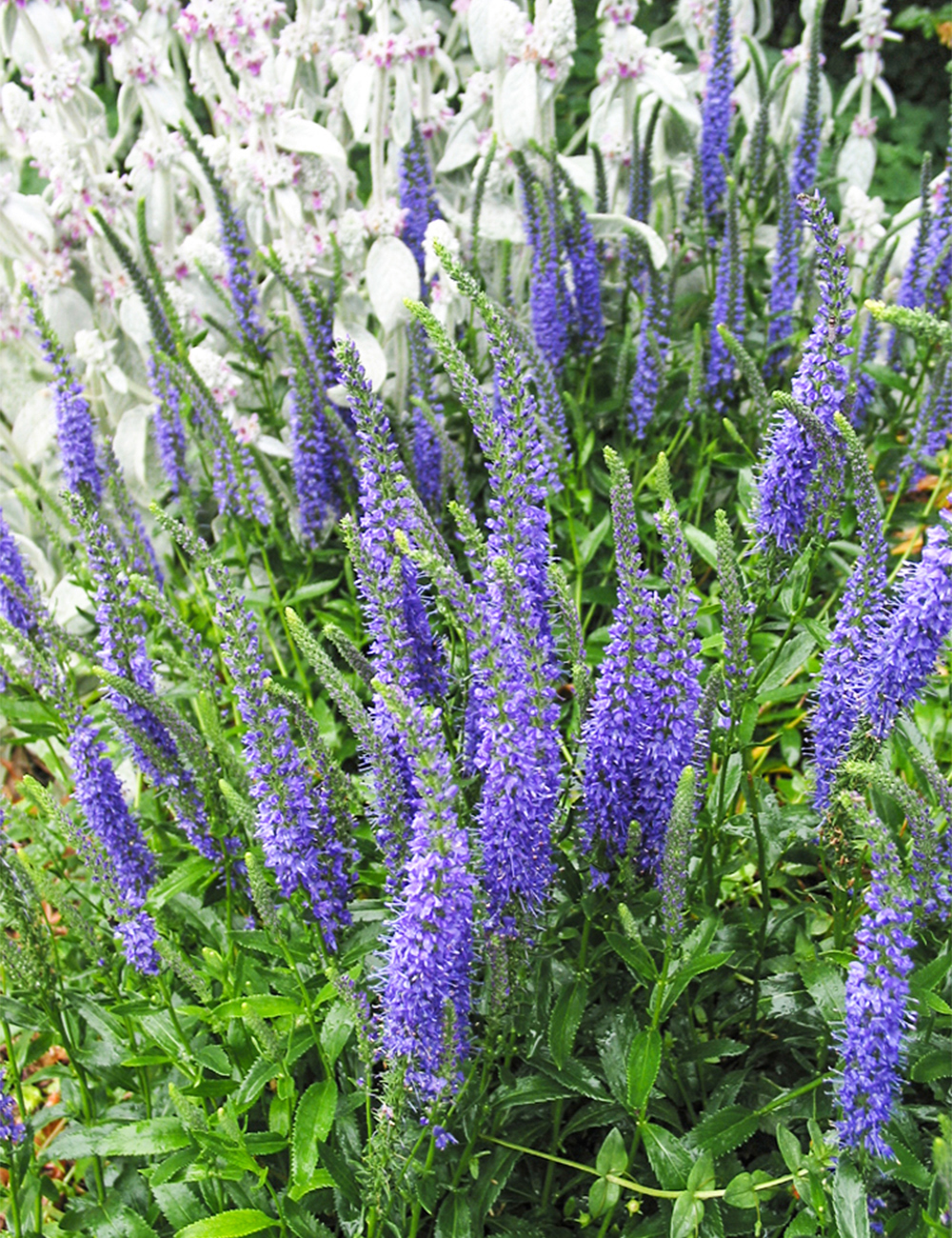 Veronica 'Blue Sensation'