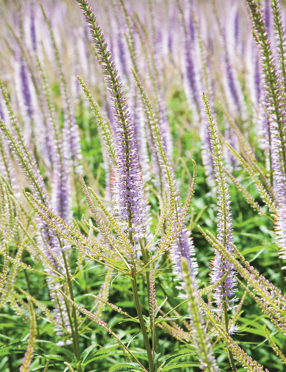 Veronicastrum 'Coen Jansen'