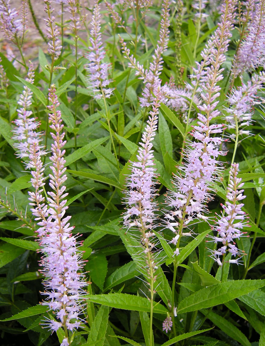 Veronicastrum Lavendelturm